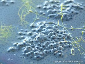 Frog spawn in a pond