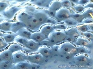Frog spawn in a pond