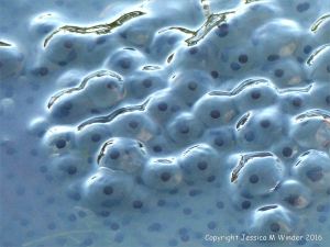 Frog spawn in a pond