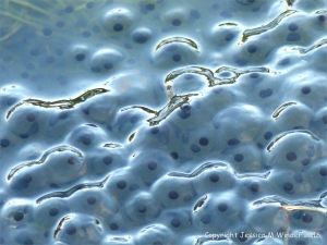 Frog spawn in a pond