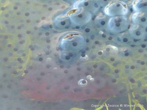 Frog spawn in a pond
