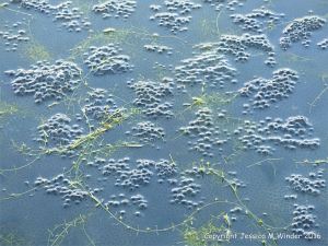 Frog spawn in a pond