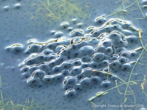 Frog spawn in a pond