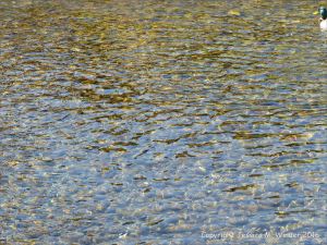 Underwater pebbles in a chalk stream
