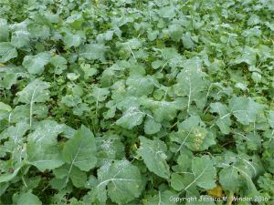 Young oilseed rape plants in December