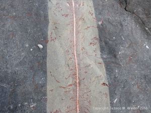 Natural pattern in a rip-rap boulder at Seatown, Dorset, England.