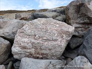 Natural pattern in a boulder forming part of rip-rap or rock armour sea defences on the beach at Seatown, Dorset, England.