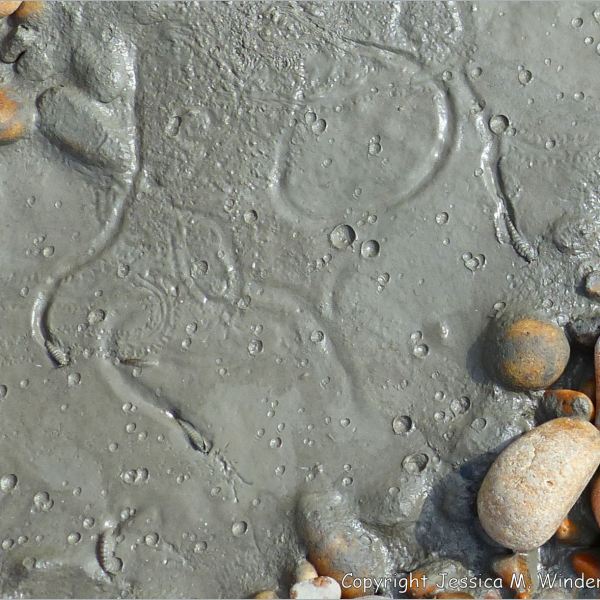 Rain-pitted liquid mud with trapped sandhoppers