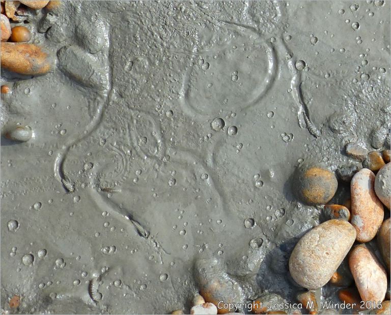 Rain-pitted liquid mud with trapped sandhoppers