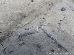 Belemnite fossils in the Belemnite Marls at Seatown in Dorset, England.