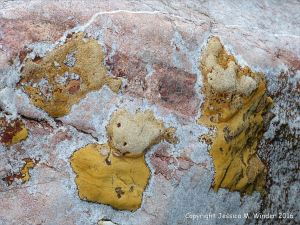 Natural pattern in a rip-rap boulder at Seatown, Dorset, England.