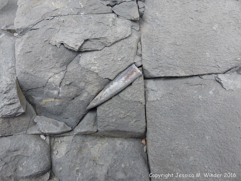 Belemnite fossil in situ in Belemnite Marl at Seatown, Dorset, England.