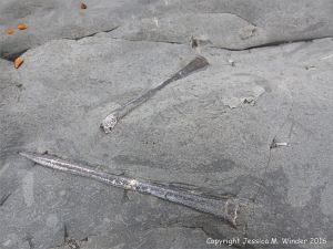Belemnites at Seatown, Dorset, England.