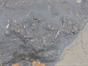Belemnite fossils in horizontal Belemnite Marl beds exposed at low tide in Seatown, Dorset, England.