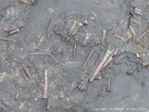 Belemnite fossils in horizontal Belemnite Marl beds exposed at low tide in Seatown, Dorset, England.
