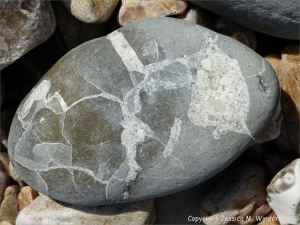 Beach stone with pattern of white calcite veins