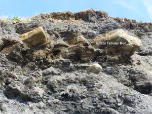 Birchi Tabular Bed and Birchi Nodule in cliff at Charmouth, Dorset