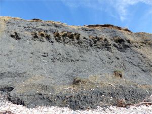 Cliff face at Charmouth composed of Shales-with-Beef from the Charmouth Mudstone Formation and with Birchi Nodules