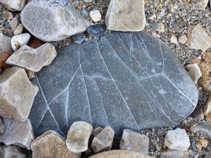 Beach stone with pattern of white calcite veins