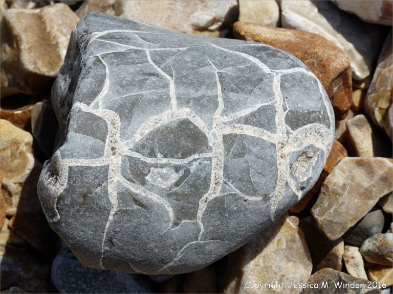 Beach stone with pattern of white calcite veins