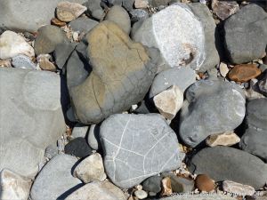 Beach stone with pattern of white calcite veins