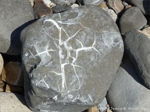 Beach stone with pattern of white calcite veins