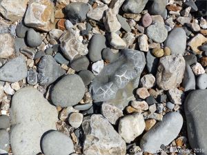 Beach stone with pattern of white calcite veins