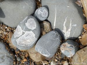 Beach stones with patterns of white calcite veins