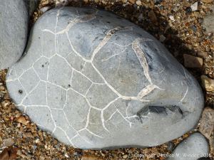 Beach stone with pattern of white calcite veins