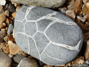 Beach stone with pattern of white calcite veins