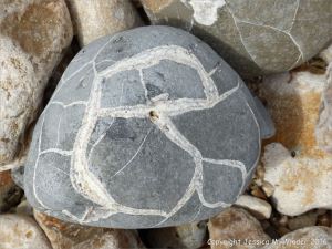 Beach stone with pattern of white calcite veins