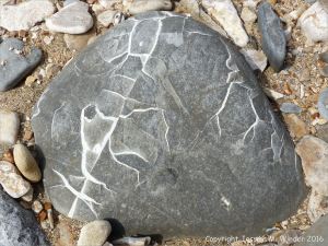 Beach stone with pattern of white calcite veins