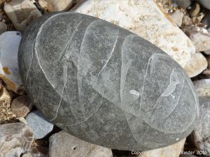 Beach stone with pattern of white calcite veins