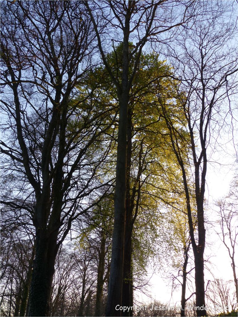 Beech tree with new leaves