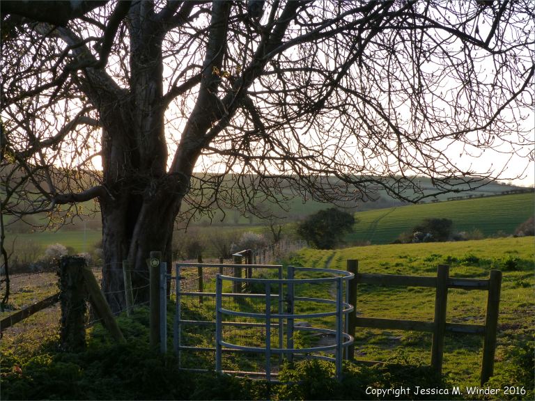 Stile by an old horse chestnut tree on the Cerne Valley footpath