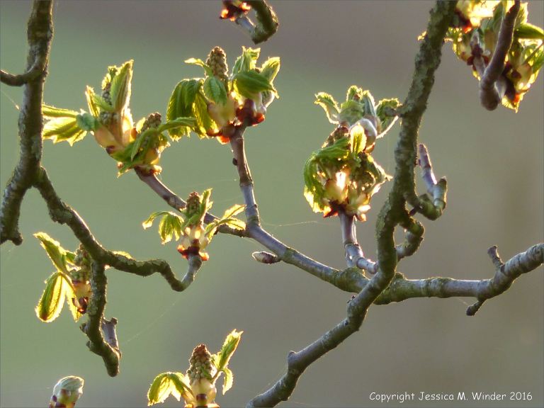 Opening sticky buds of a horse chestnut tree catching the last rays of sunlight