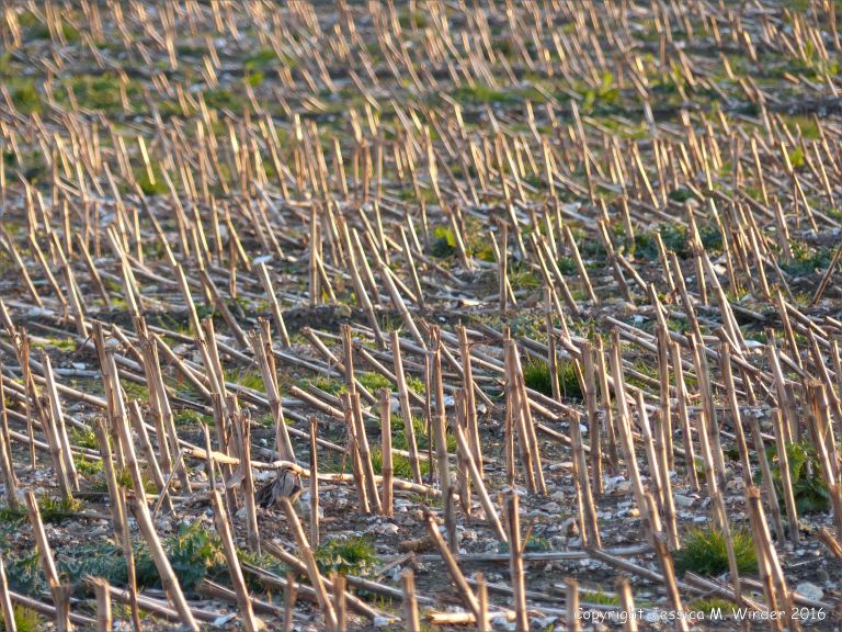 Maize stubble in late evening light