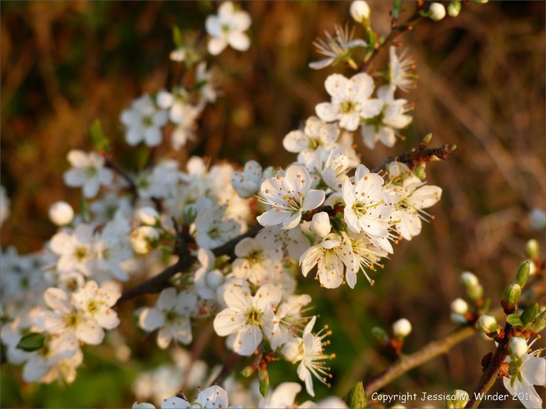 Blackthorn blossoms in an English hedgerow glowing in the light of the evening sun