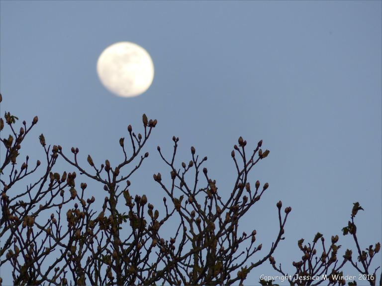 Bare branches of horse chestnut tree with leaf buds against an evening sky with moon