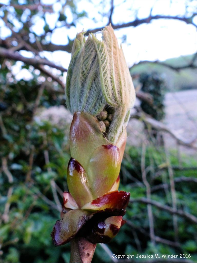 Folded horse chestnut leaves emerging from a sticky bud