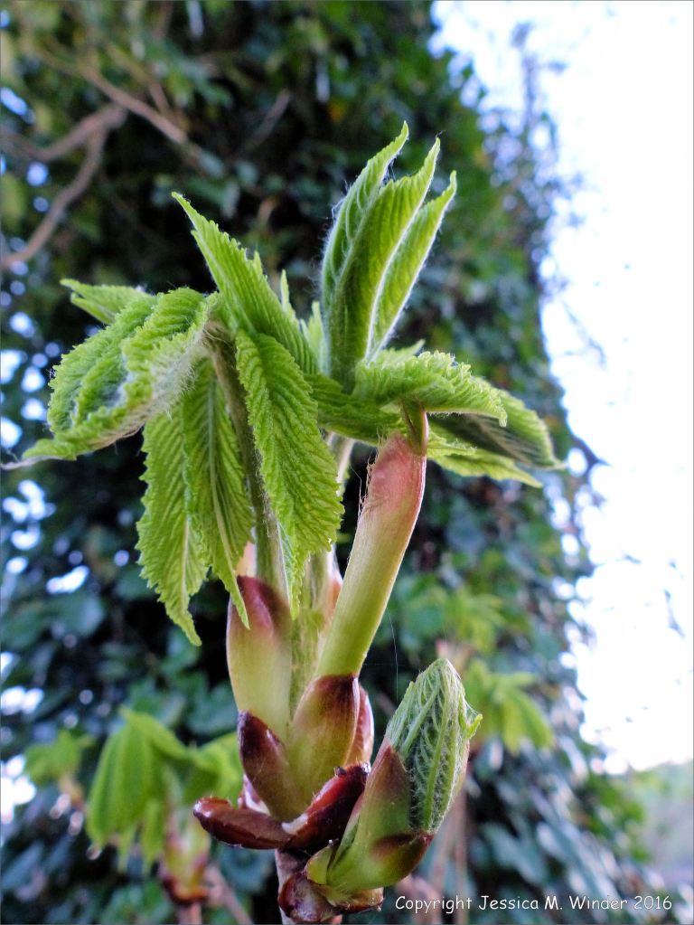 Leaves unfurling from a horse chestnut sticky bud