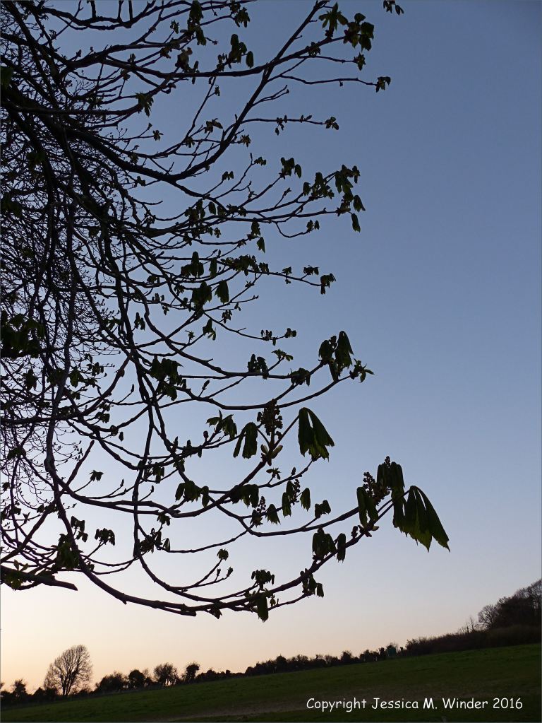 Bare branches of a horse chestnut tree with opening leaf buds silhouetted against the late evening sky