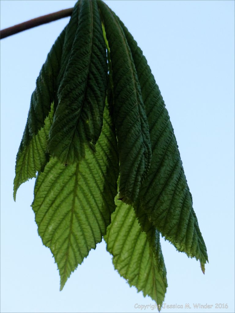 Opening leaves on a horse chestnut tree viewed in silhouette against the clear sky at dusk