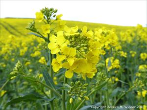 Yellow flowering oilseed rape crop in spring