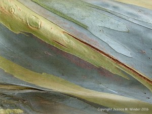 Natural pattern on a Eucalyptus tree
