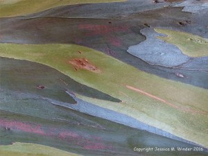 Natural pattern on a Eucalyptus tree