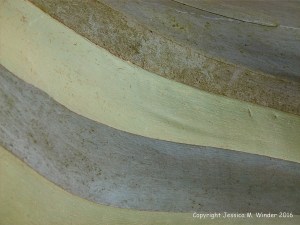 Natural pattern on a Eucalyptus tree