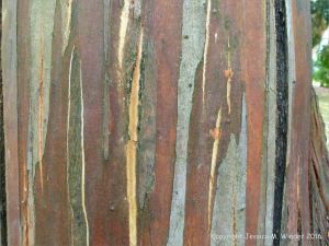 Natural pattern on a Eucalyptus tree