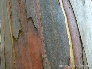 Natural pattern on a Eucalyptus tree