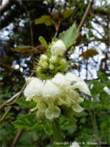 White Dead Nettle in a hedgerow